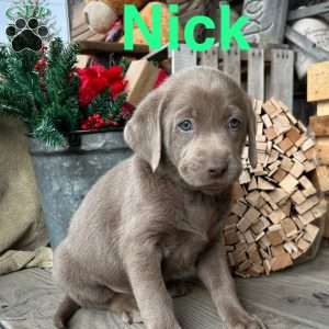 Nick, Silver Labrador Retriever Puppy